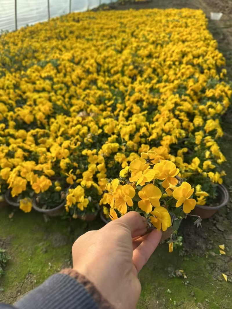 花卉盆景，三色堇，基地有量，欢迎来一亩田订购。
