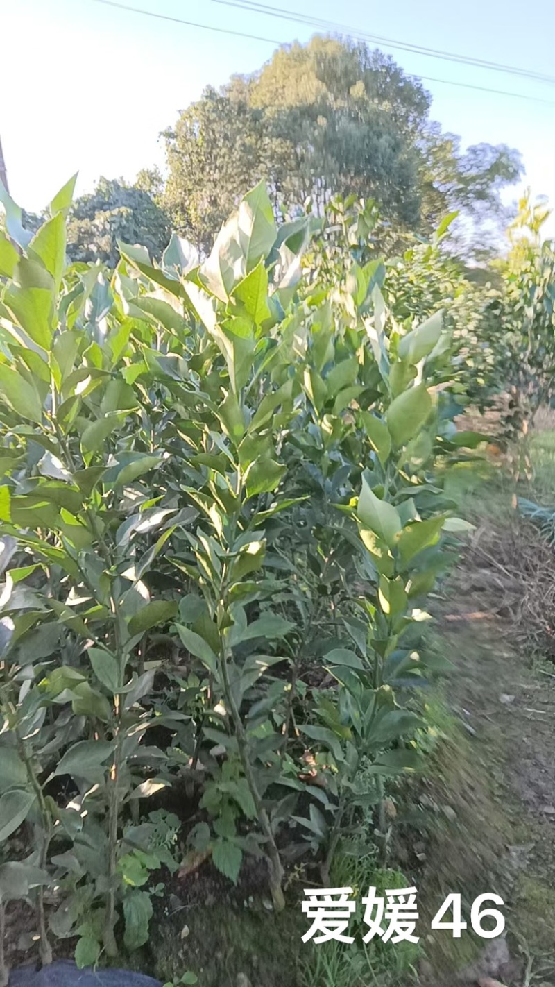 爱媛46号桔苗，一年生柑橘树苗，桔苗场现挖现发