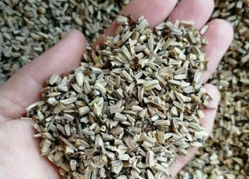 松果菊种子四季种开花多年生花籽孑宿根庭院室外易活紫松果菊