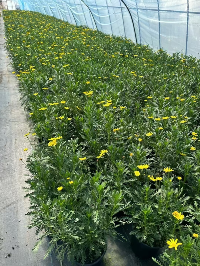 黄金菊2加仑，基地有量，欢迎来一亩田订购