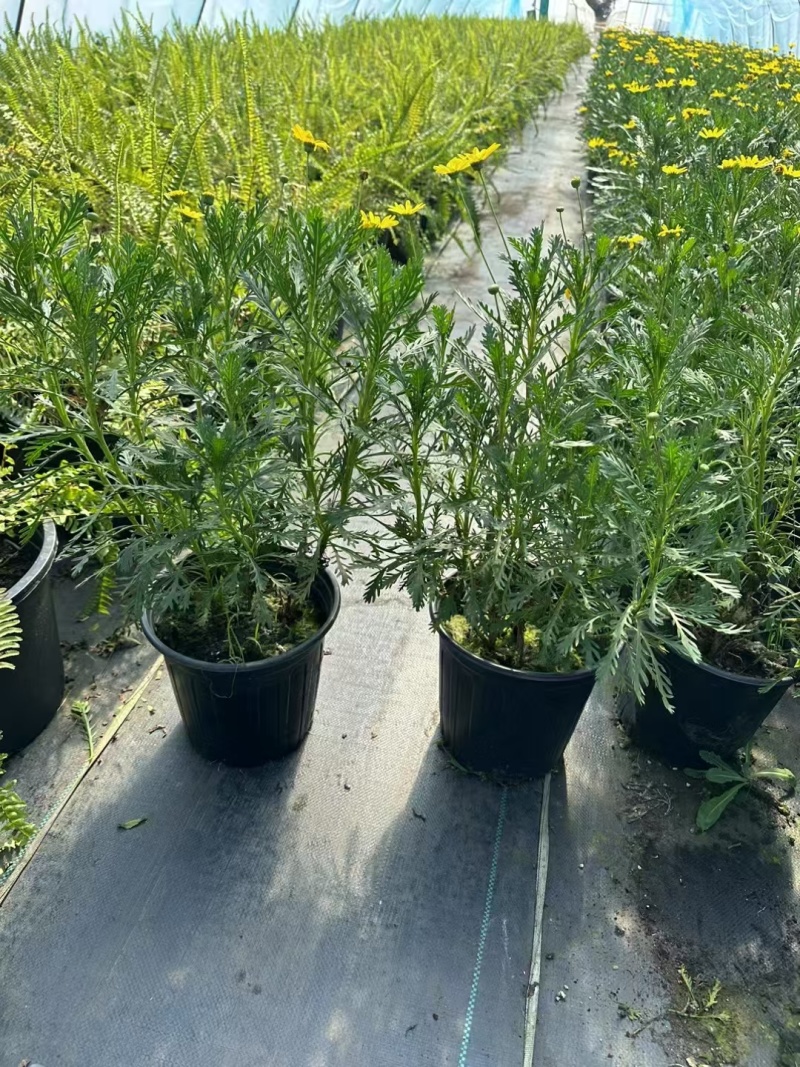 黄金菊2加仑，基地有量，欢迎来一亩田订购