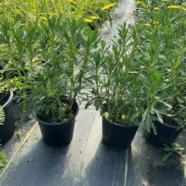 黄金菊2加仑，基地有量，欢迎来一亩田订购