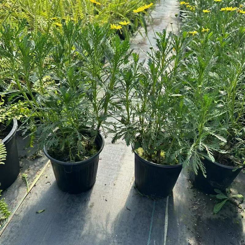 黄金菊2加仑，基地有量，欢迎来一亩田订购