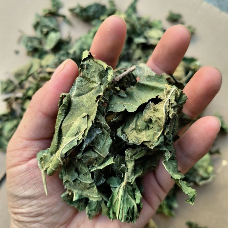 桑叶1公斤中药材桑叶干桑叶泡水喝霜打霜后霜桑叶茶散装