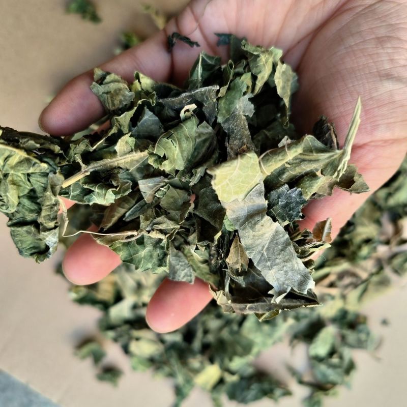 桑叶1公斤中药材桑叶干桑叶泡水喝霜打霜后霜桑叶茶散装
