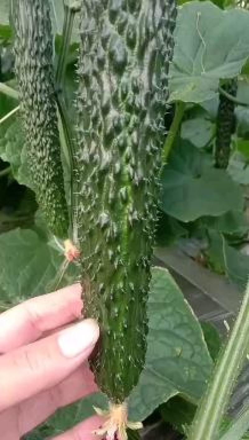 寿光育苗基地黄瓜苗嫁接黄瓜苗抗病能力强，高抗病毒，