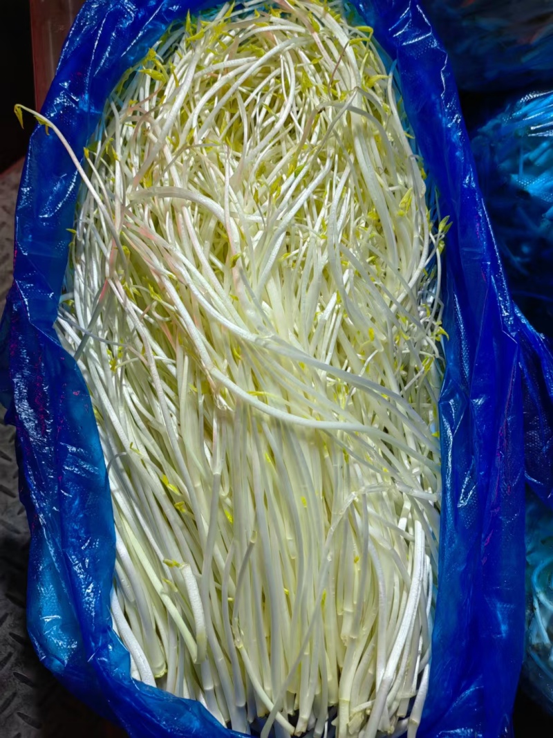 安徽特色有机蔬菜芹芽
