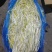 安徽特色有机蔬菜芹芽