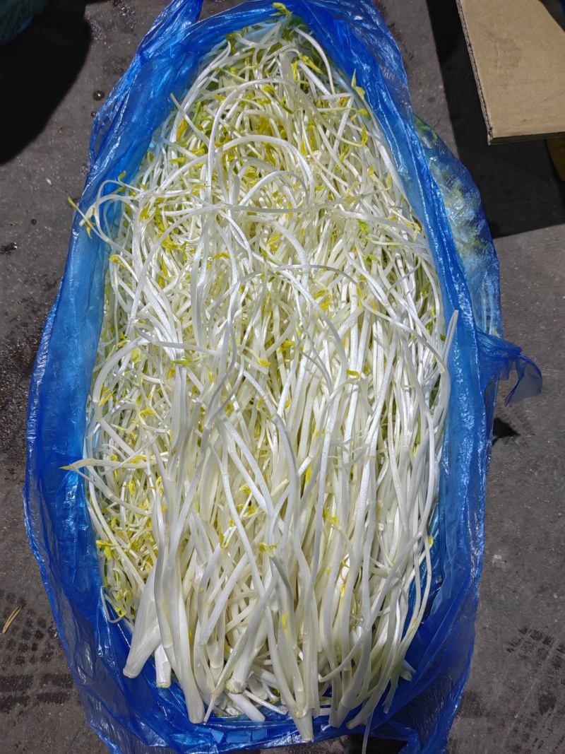 安徽特色有机蔬菜芹芽