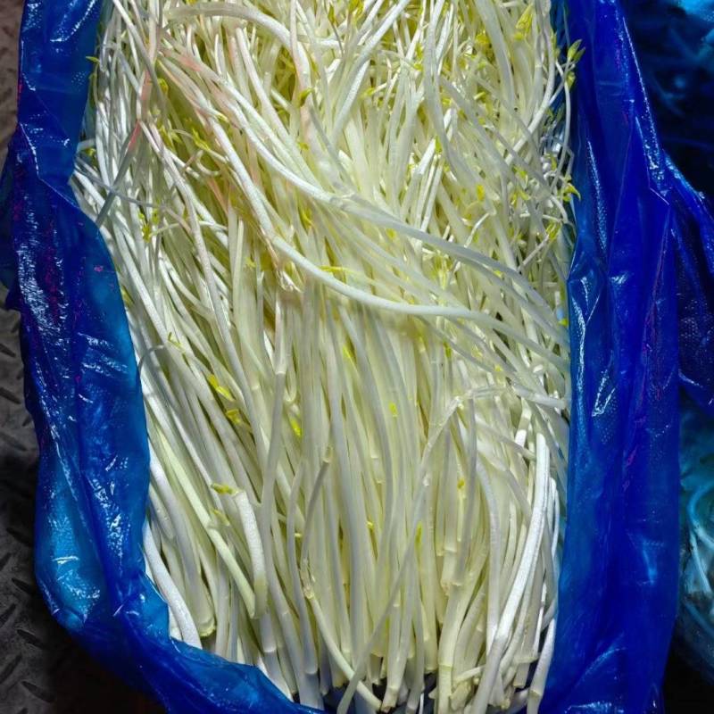 安徽特色有机蔬菜芹芽