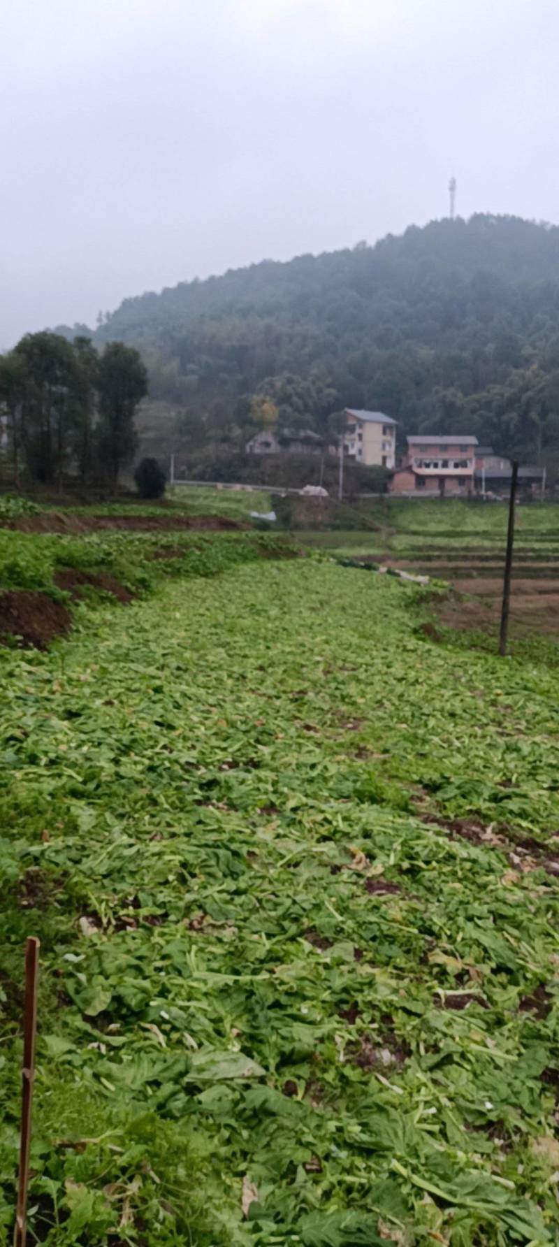 涪陵榨菜