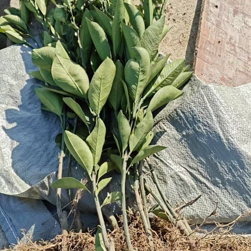 锦蜜冰糖橙苗