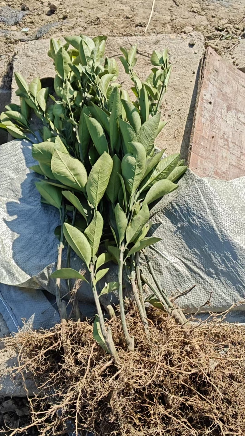 锦蜜冰糖橙苗