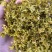 云南（西双版纳基地发货）高山铁皮石斛干花