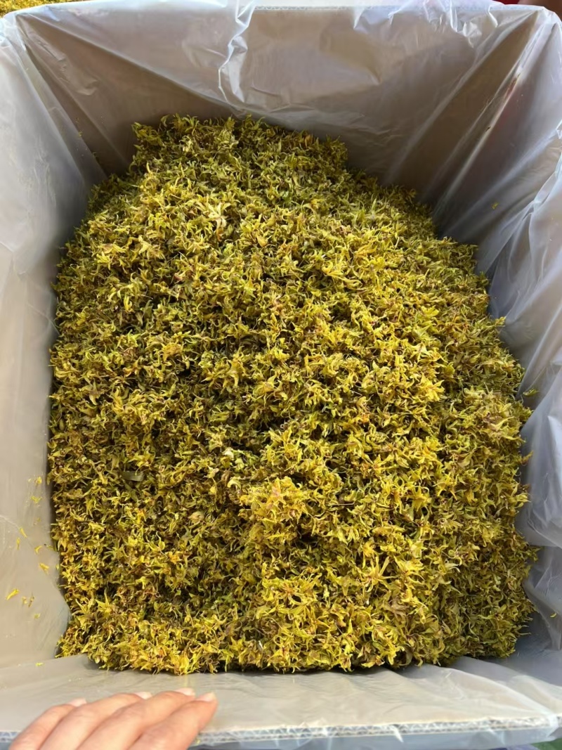 云南（西双版纳基地发货）高山铁皮石斛干花