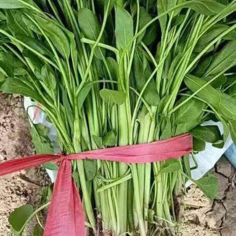 小叶菠菜产地直供大量有货，对接批发市场档口等，欢迎咨询