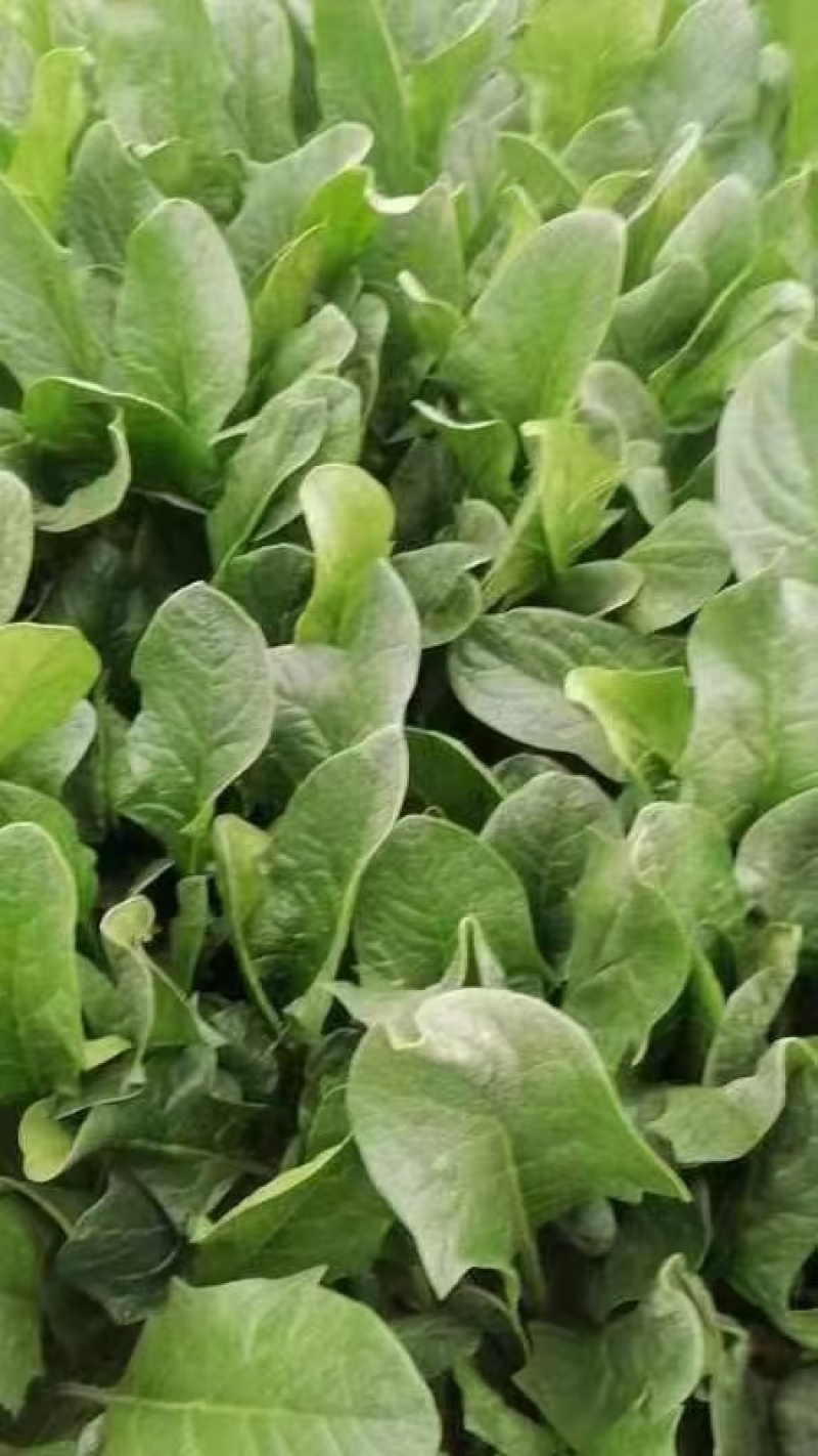小叶菠菜产地直供大量有货，对接批发市场档口等，欢迎咨询