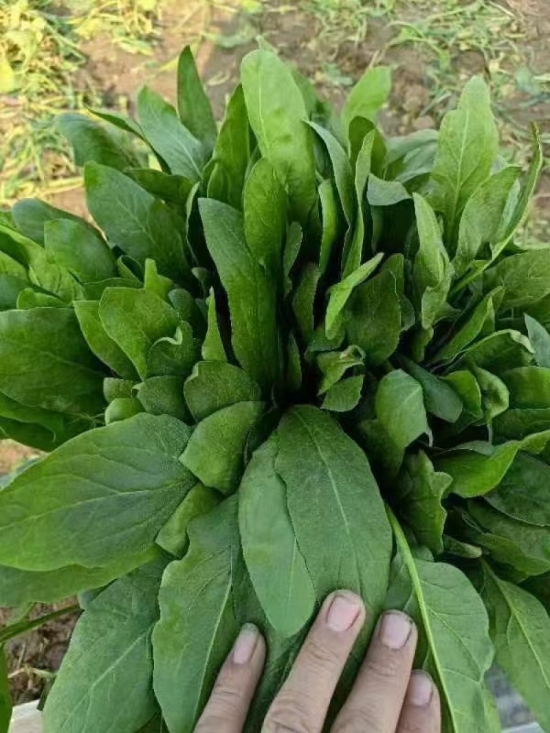 小叶菠菜产地直供大量有货，对接批发市场档口等，欢迎咨询