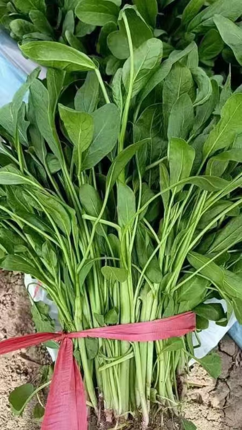 小叶菠菜产地直供大量有货，对接批发市场档口等，欢迎咨询