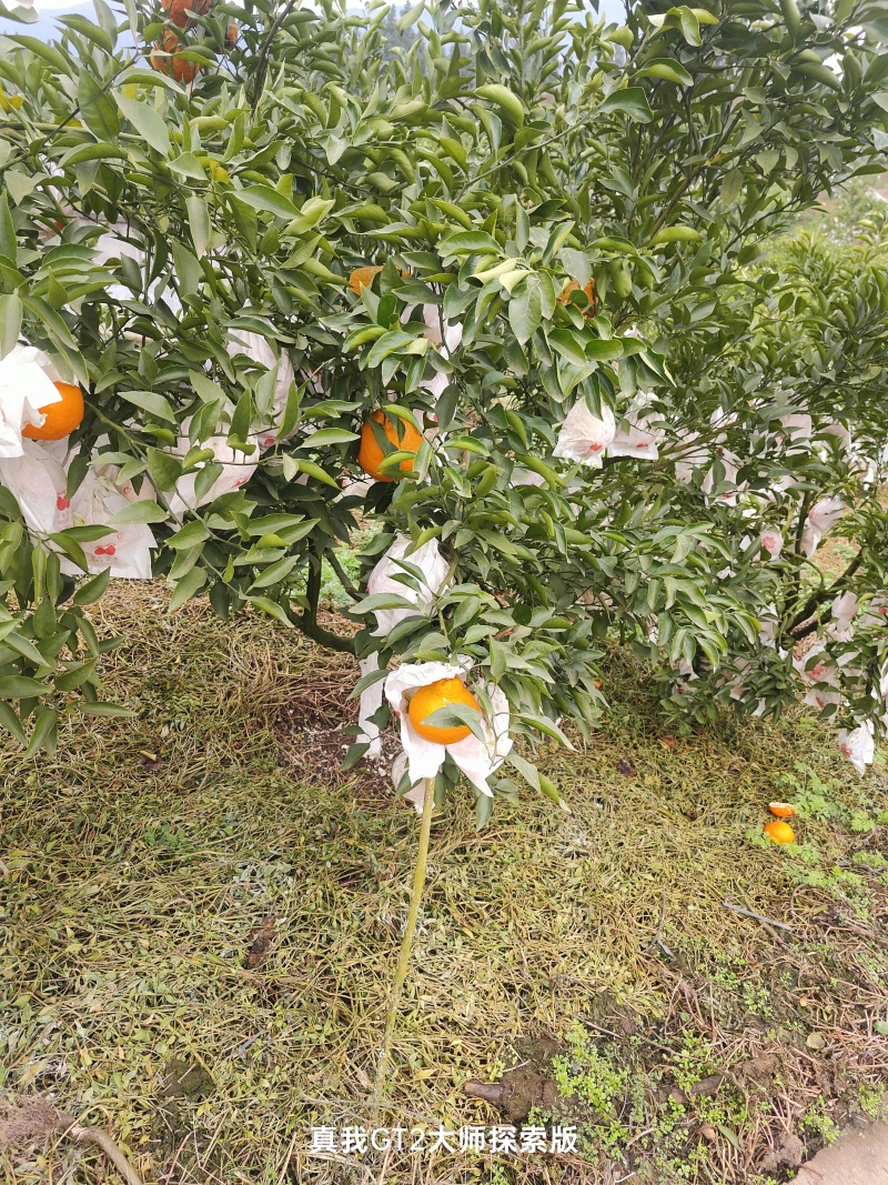 耙耙柑不干水，果面干净，全75一11O果，
