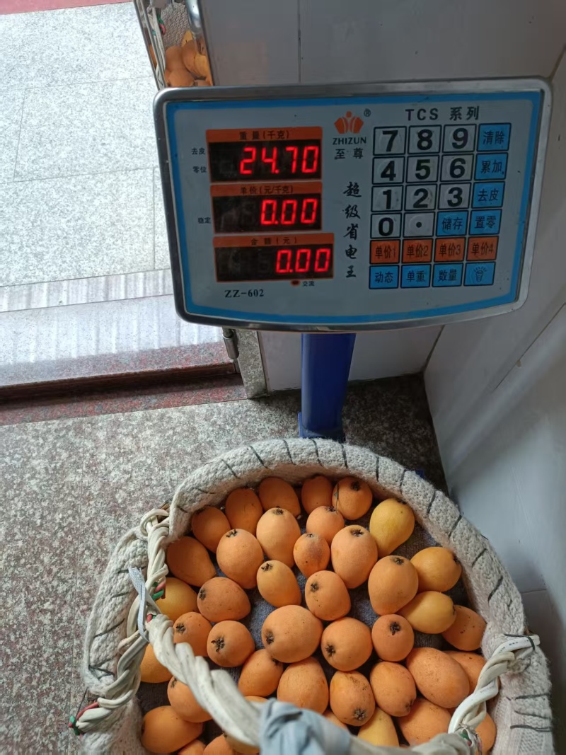 【精选】福建云霄枇杷基地直发保质保量对接全国批发零售