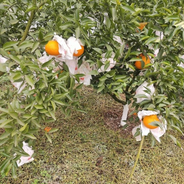 耙耙柑不干水，果面干净，全75一11O果，
