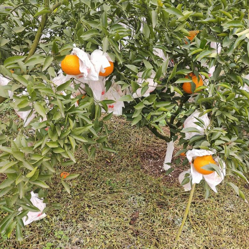 耙耙柑不干水，果面干净，全75一11O果，