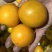 德昌脆蜜金橘5斤特大30克以上
