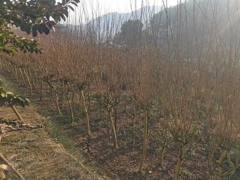 大红紫薇