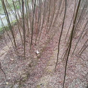南酸枣苗50-130cm高均有欢迎来电洽谈合作免费技术