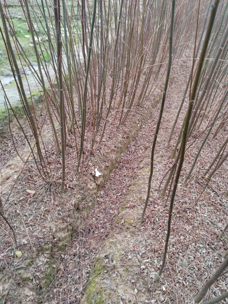 南酸枣苗50-130cm高均有欢迎来电洽谈合作免费技术