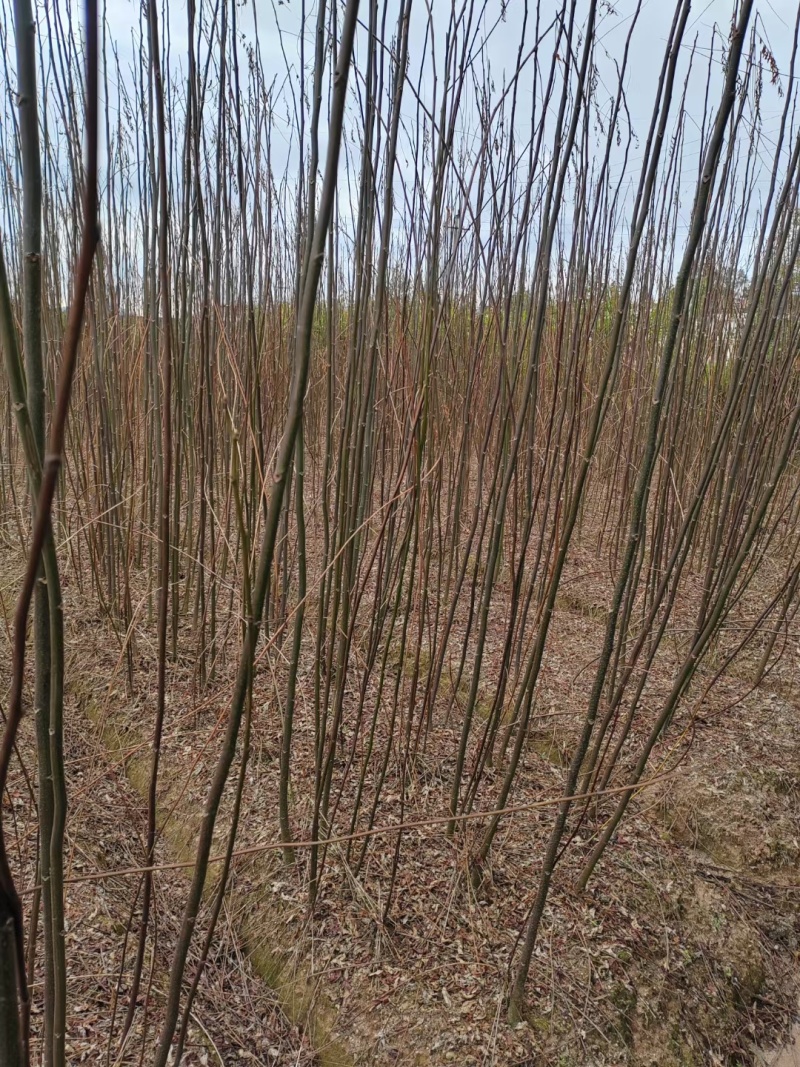 南酸枣苗50-130cm高均有欢迎来电洽谈合作免费技术