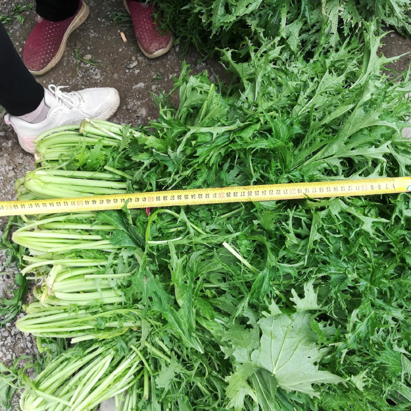 湖北省钟祥市雪里红/地头发货/工厂货/市场货/电商货。