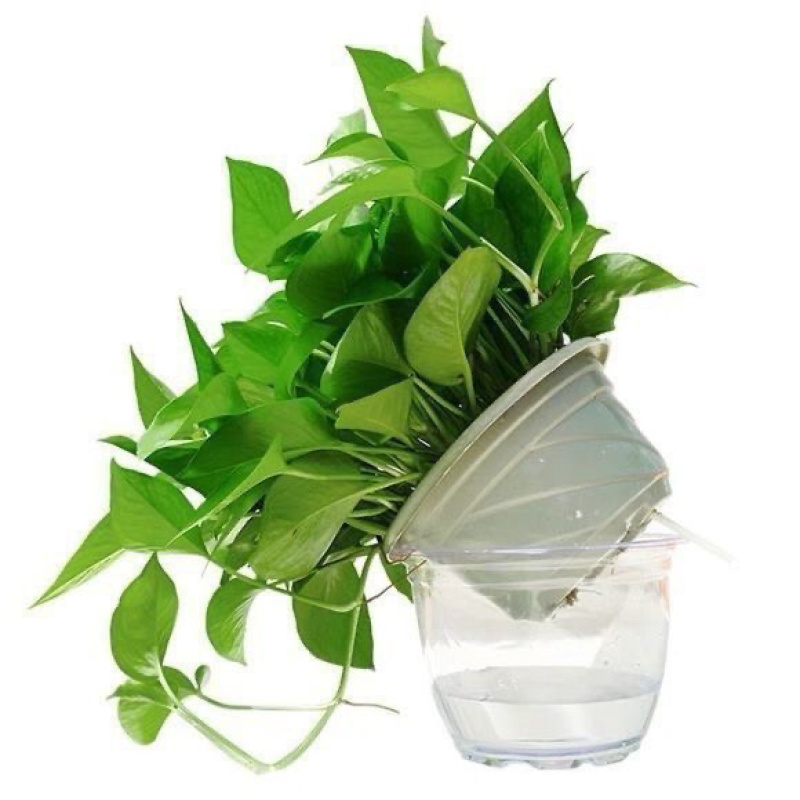 透明吸水盆