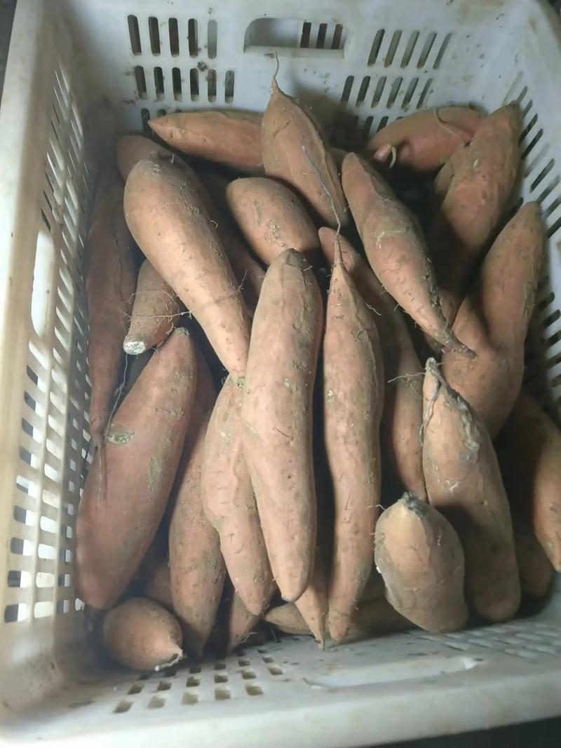 【龙九红薯】开封通许精品龙九红薯大量上市现挖现发欢迎采购