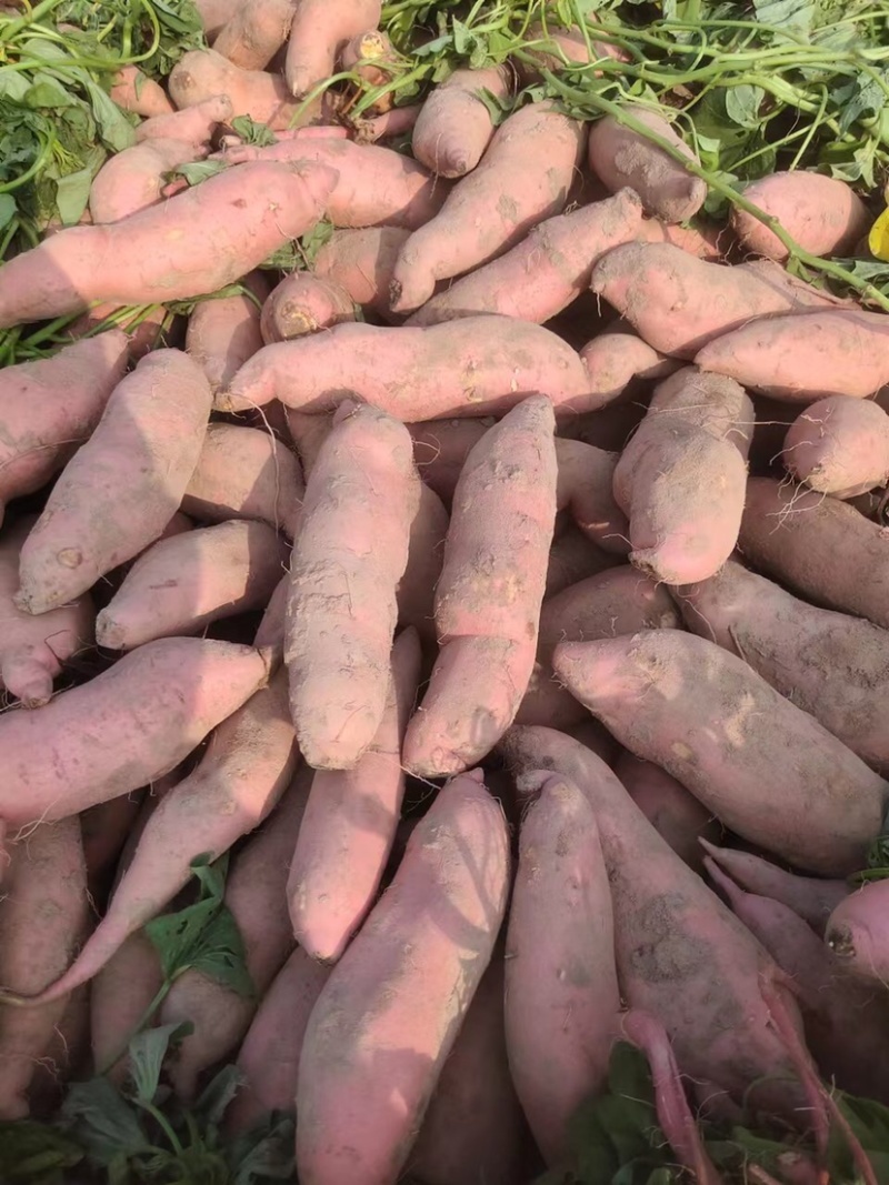 【龙九红薯】开封通许精品龙九红薯大量上市现挖现发欢迎采购