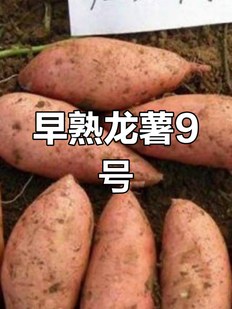 【龙九红薯】开封通许精品龙九红薯大量上市现挖现发欢迎采购