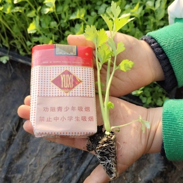法国皇后芹菜苗
