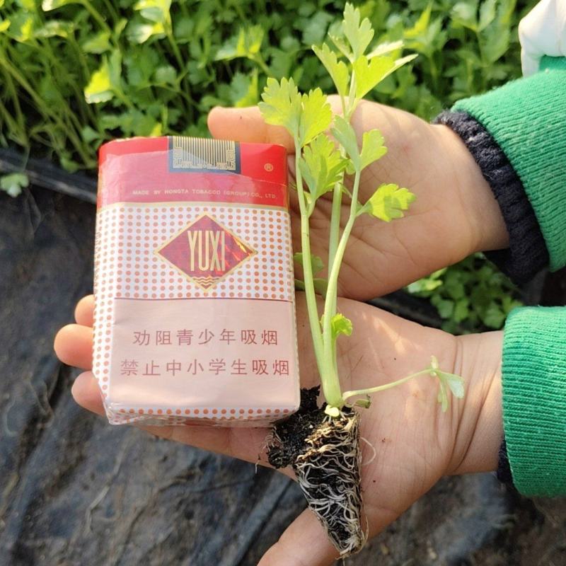 法国皇后芹菜苗