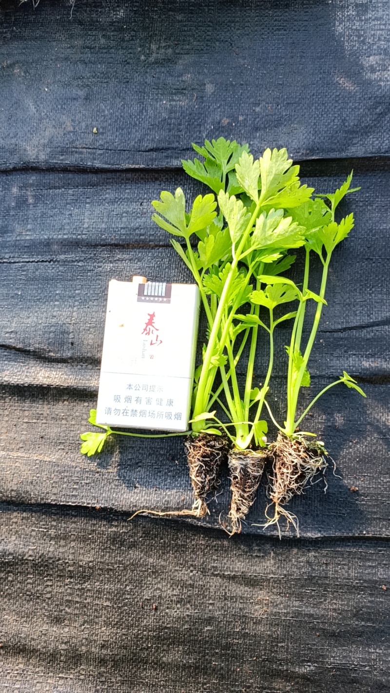 法国皇后芹菜苗