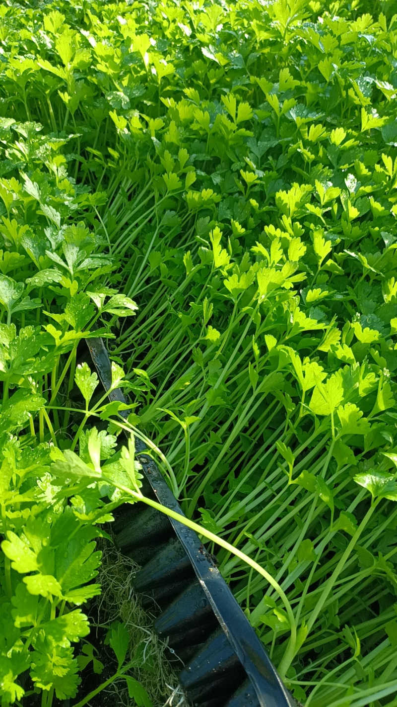 法国皇后芹菜苗