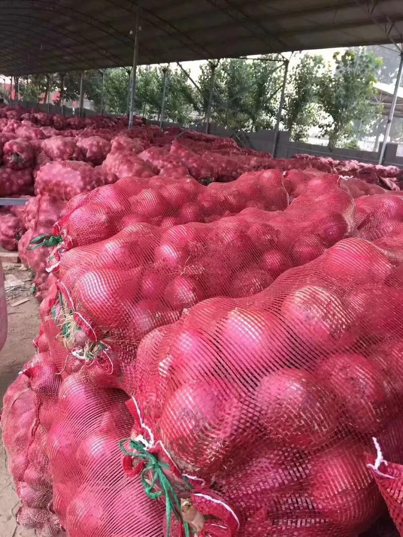 紫皮洋葱，河南洋葱，通许紫皮洋葱，质优价廉，大量上市中