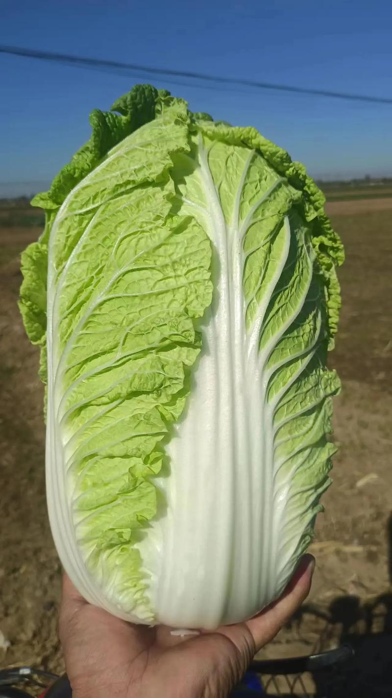 【热卖中】通许黄心白菜一手货源全国发货诚信经营对接批发团购
