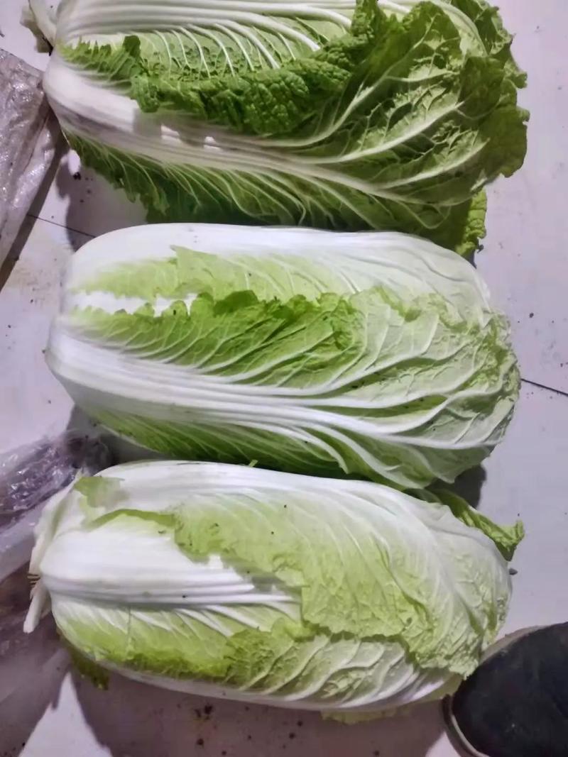 【热卖中】通许黄心白菜一手货源全国发货诚信经营对接批发团购