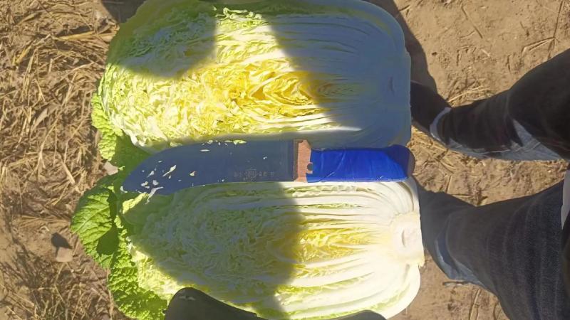【热卖中】通许黄心白菜一手货源全国发货诚信经营对接批发团购