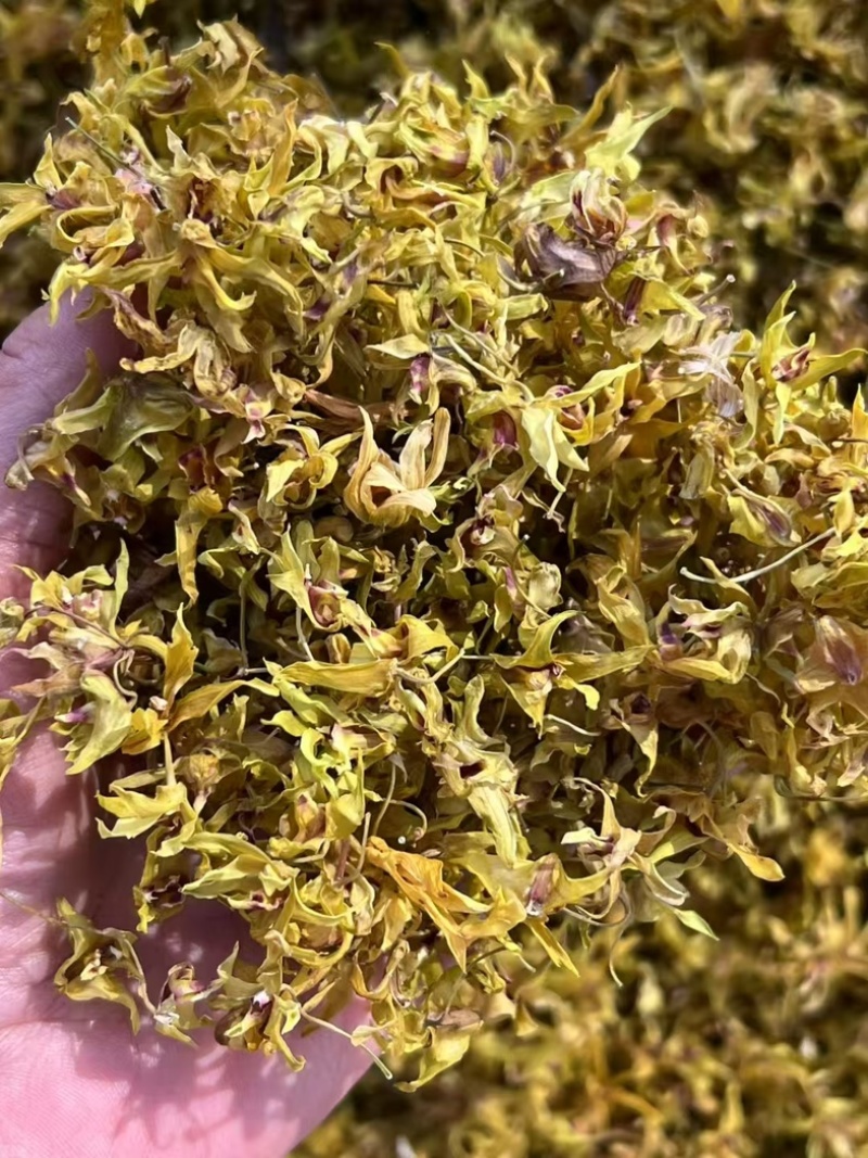 云南西双版纳铁皮石斛鲜花自产自销一手货源顺丰包邮