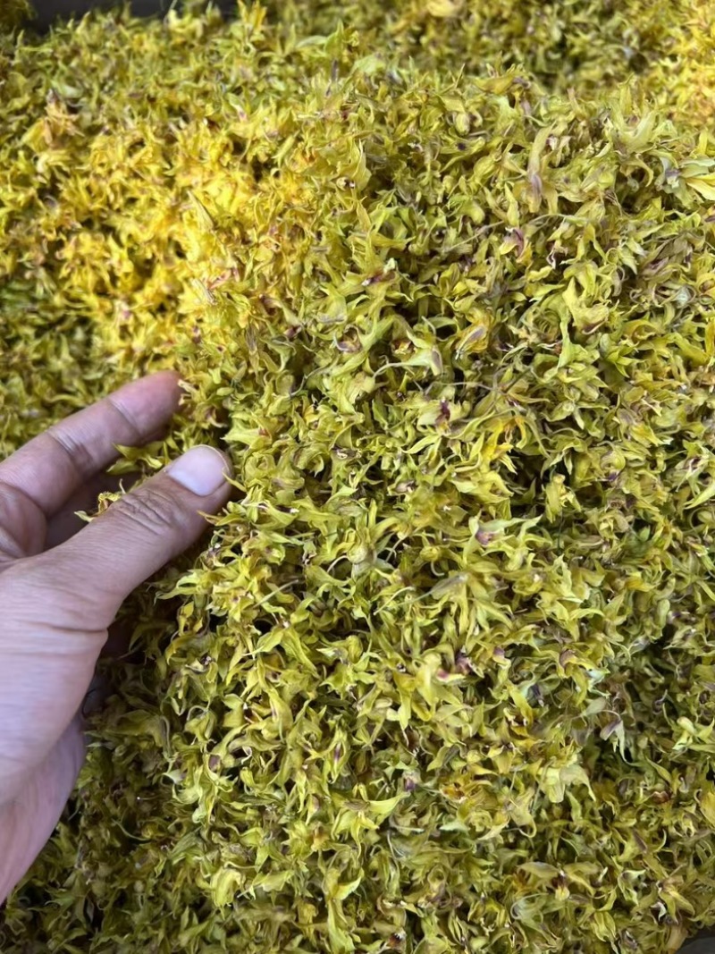 云南西双版纳铁皮石斛鲜花自产自销一手货源顺丰包邮