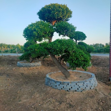 卫矛造型