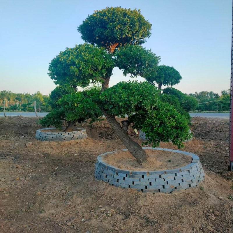 卫矛造型