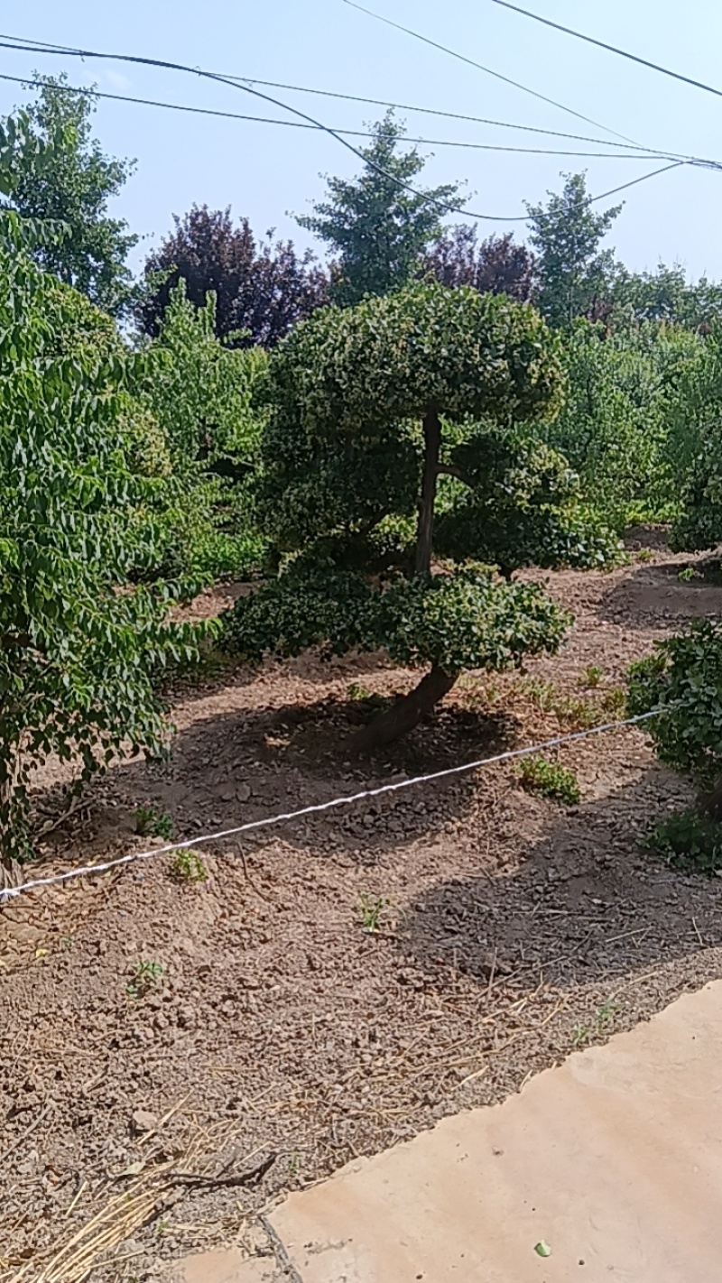 卫矛造型